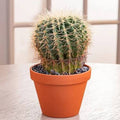 Mini Cactus Indoor Plant