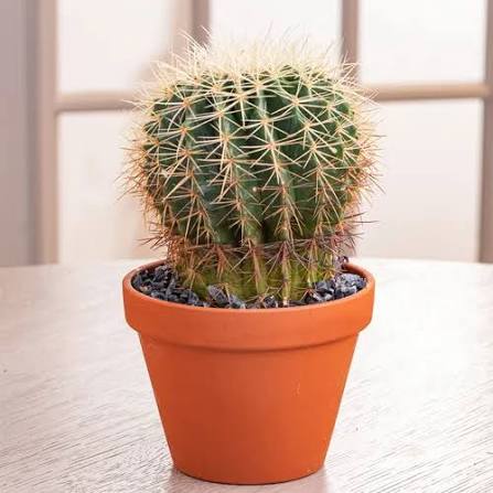 Mini Cactus Indoor Plant